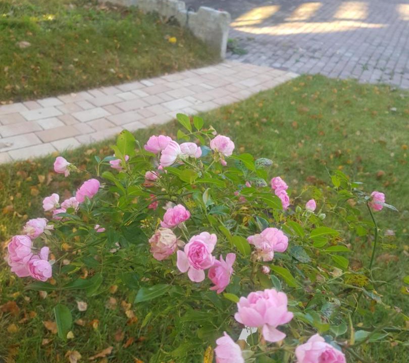 Photo of Others in Filimonki