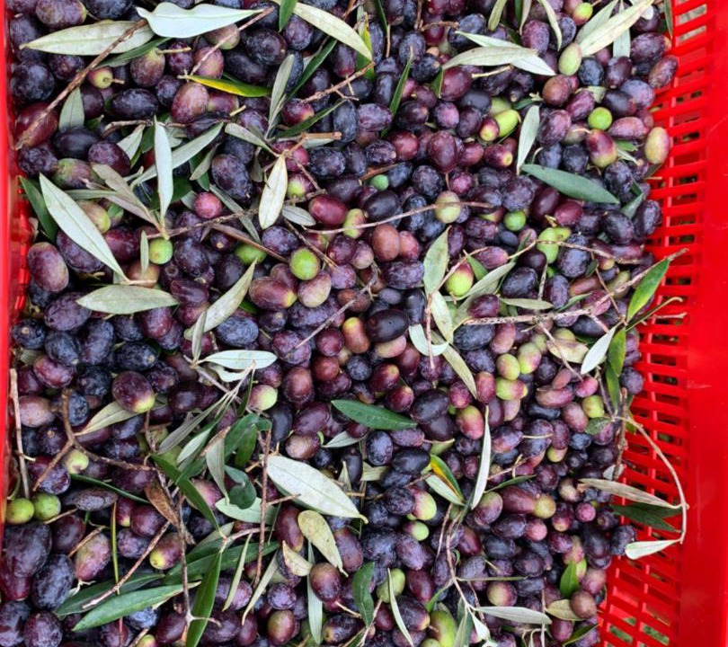 Photo of Others in Grasse