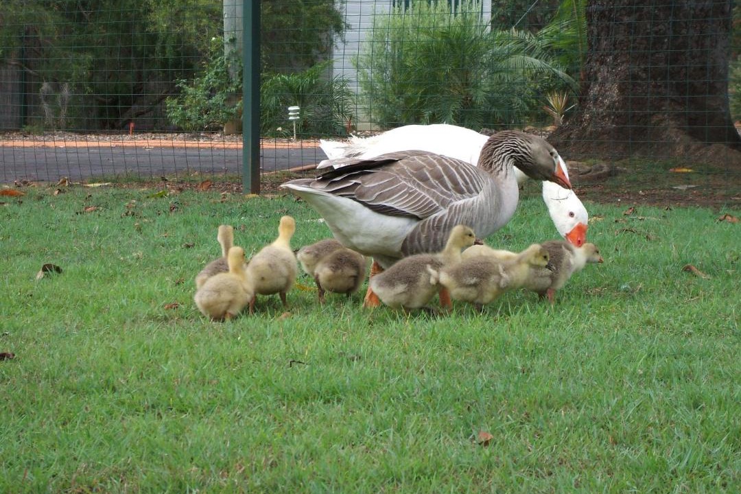 Photo of Others in Bullyard