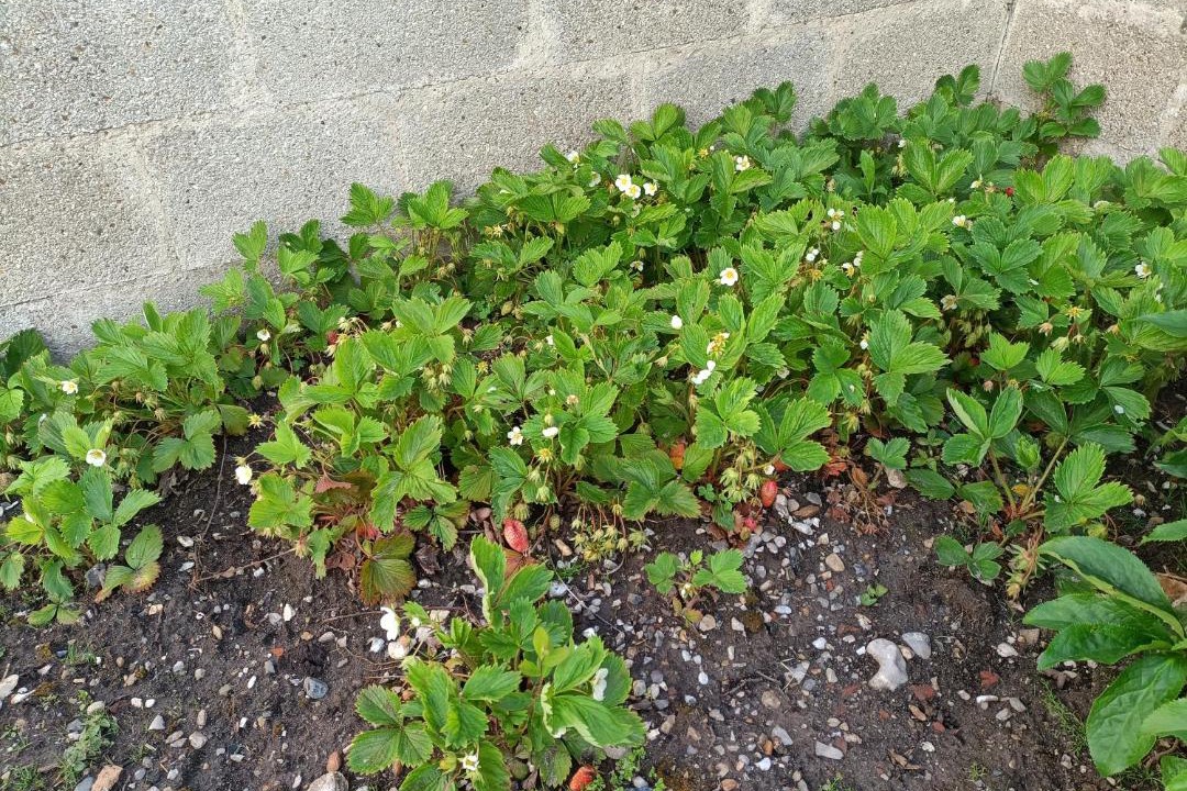 Photo of Others in Saint-Pierre-en-Port