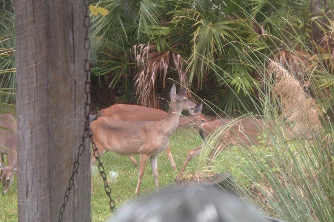 Photo of Others in Valona