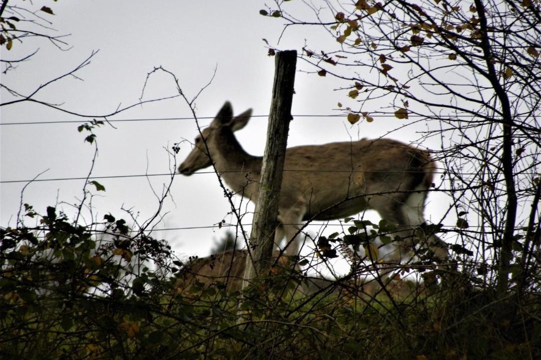 Photo of Others in Fellering