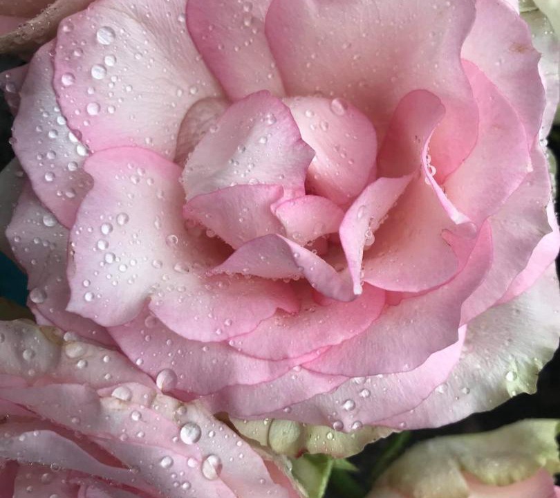 Photo of Others in Presteigne