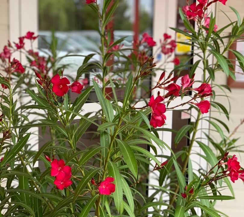 Photo of Others in Orval