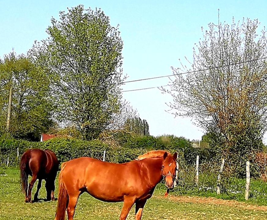 Photo of Others in Coulaines