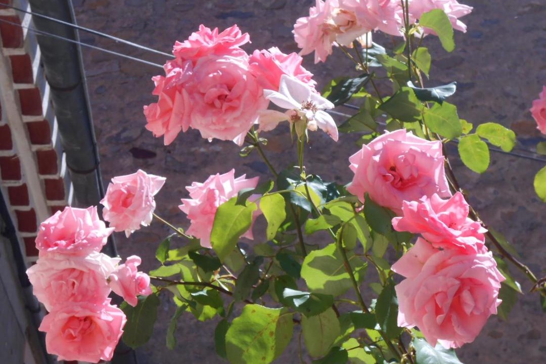 Photo of Others in Coustaussa