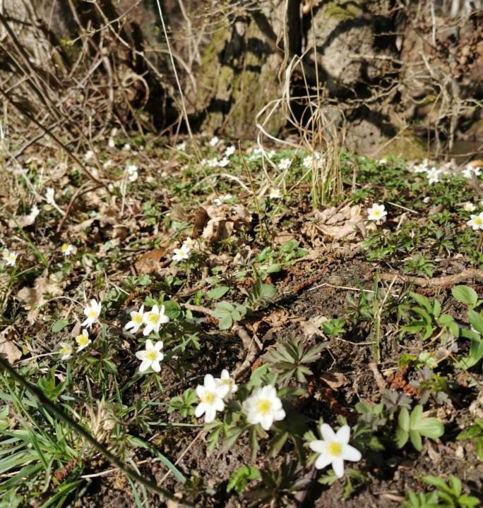 Photo of Others in Bogense