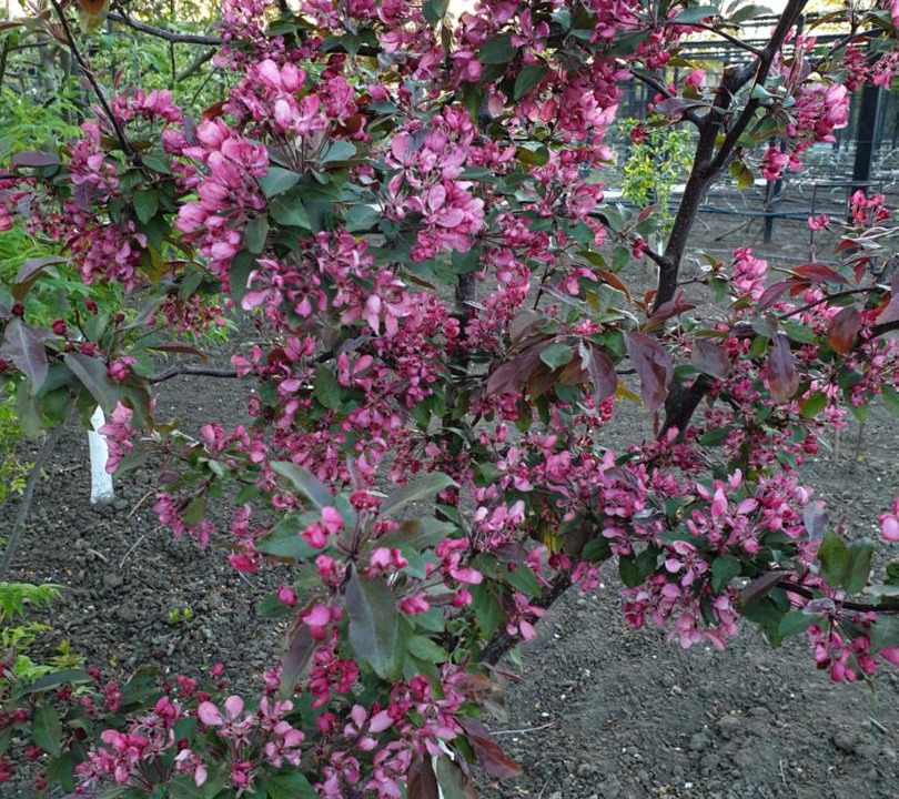 Photo of Others in Kushchevskaya