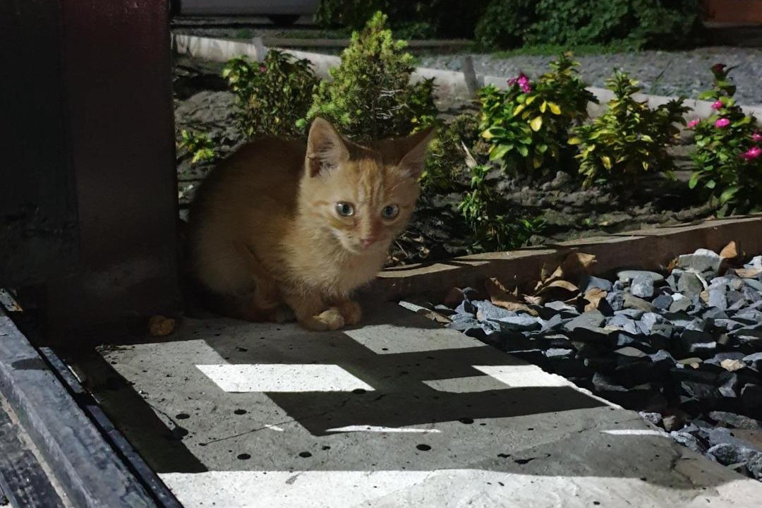 Photo of Patio Balcony in Kushchevskaya