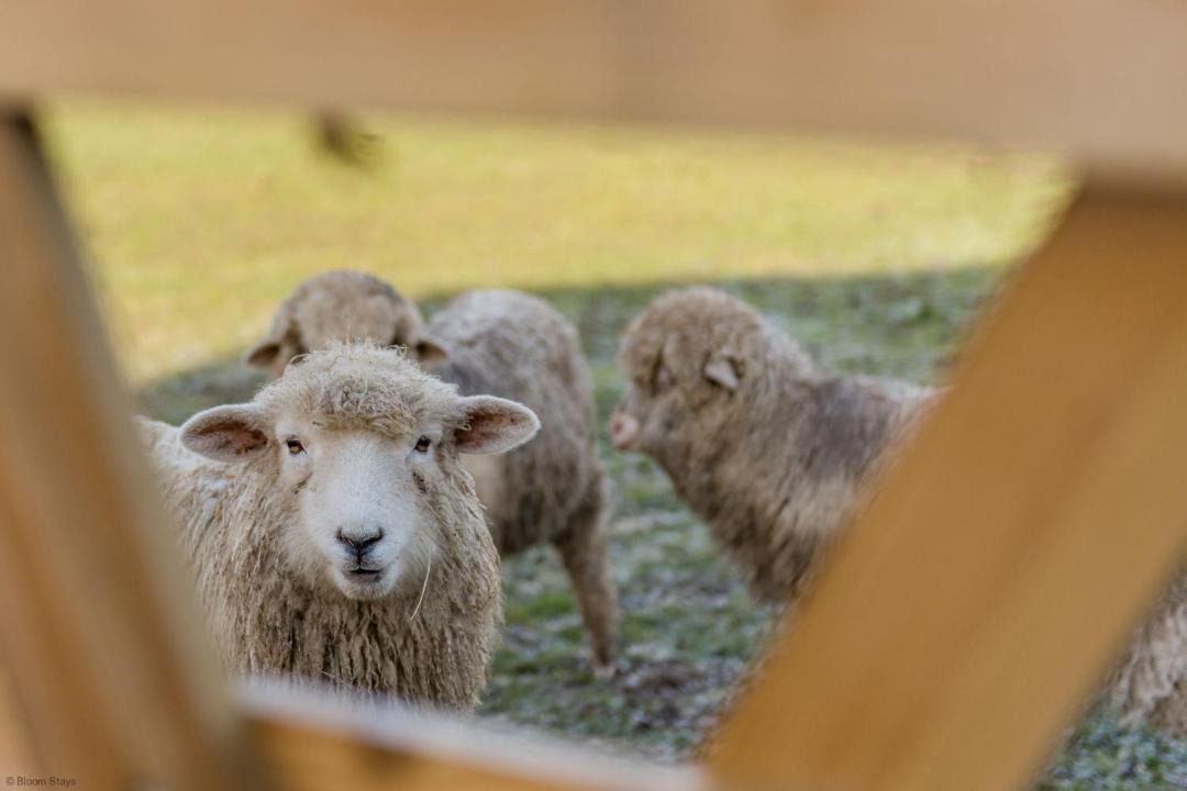 Photo of Others in St Mary's Bay