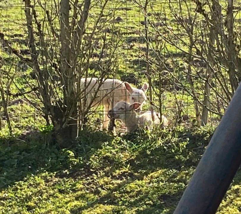 Photo of Others in Corre