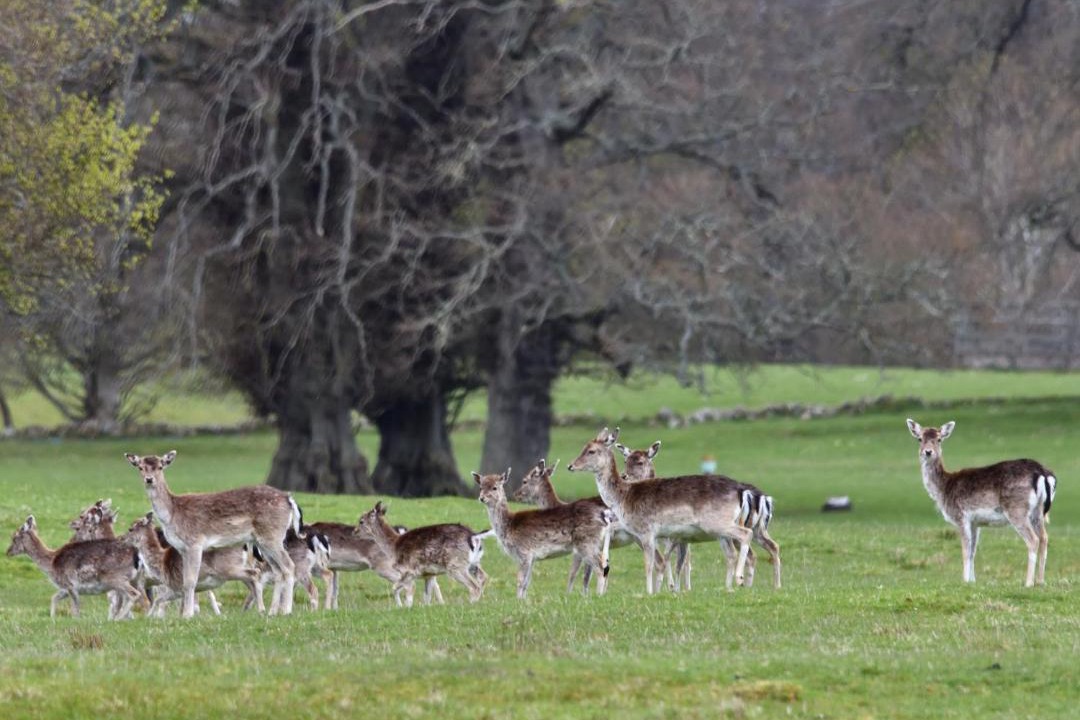Photo of Others in Evanton