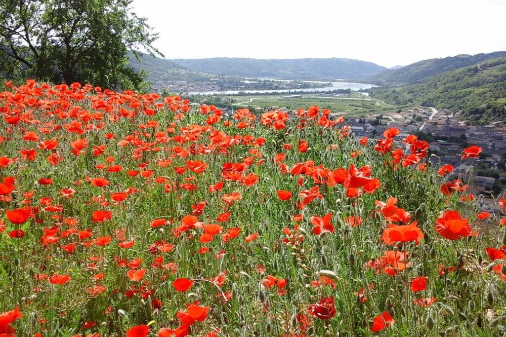 Photo of Others in Sarras