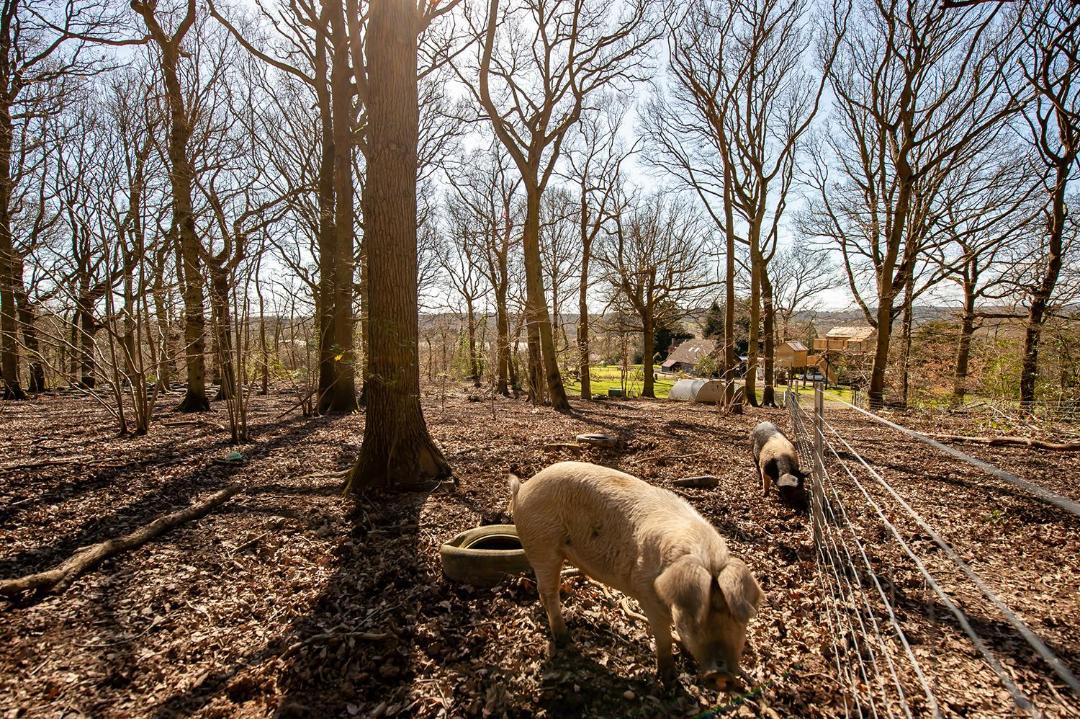 Photo of Others in Upper Harbledown