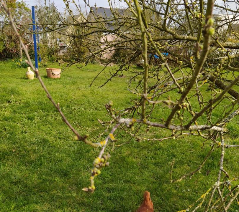 Photo of Others in Pleslin-Trigavou