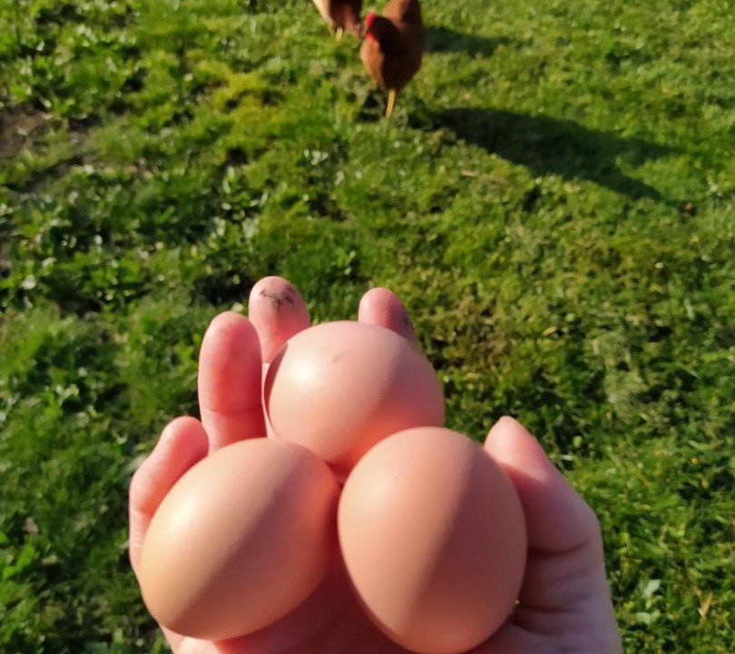 Photo of Others in Pleslin-Trigavou