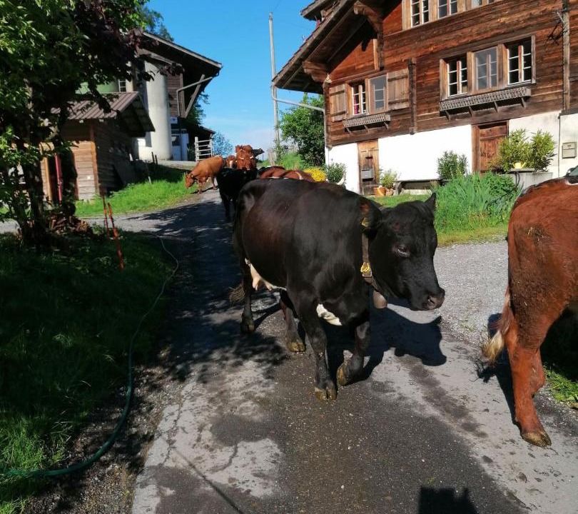 Photo of Others in Iseltwald