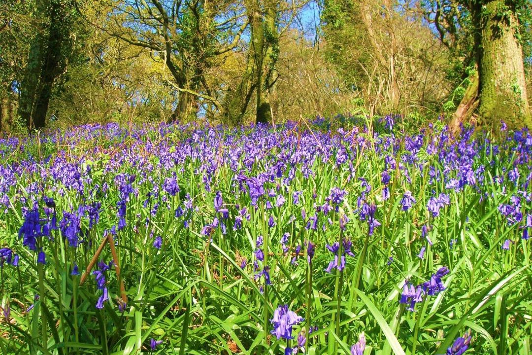 Photo of Others in Yellowham Wood