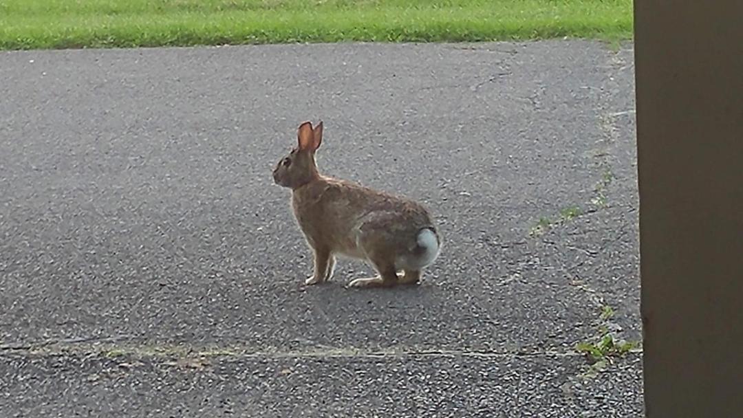 Photo of Others in Owego