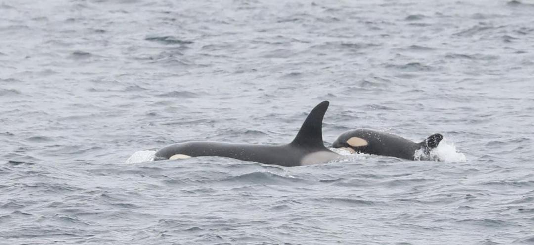 Photo of Others in Keiss