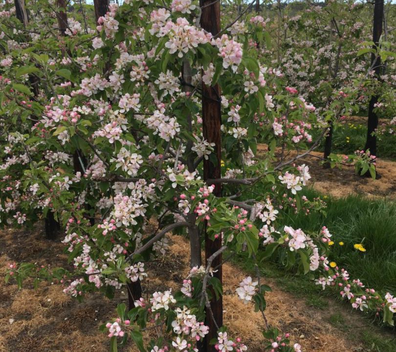 Photo of Outdoor in Upper Harbledown