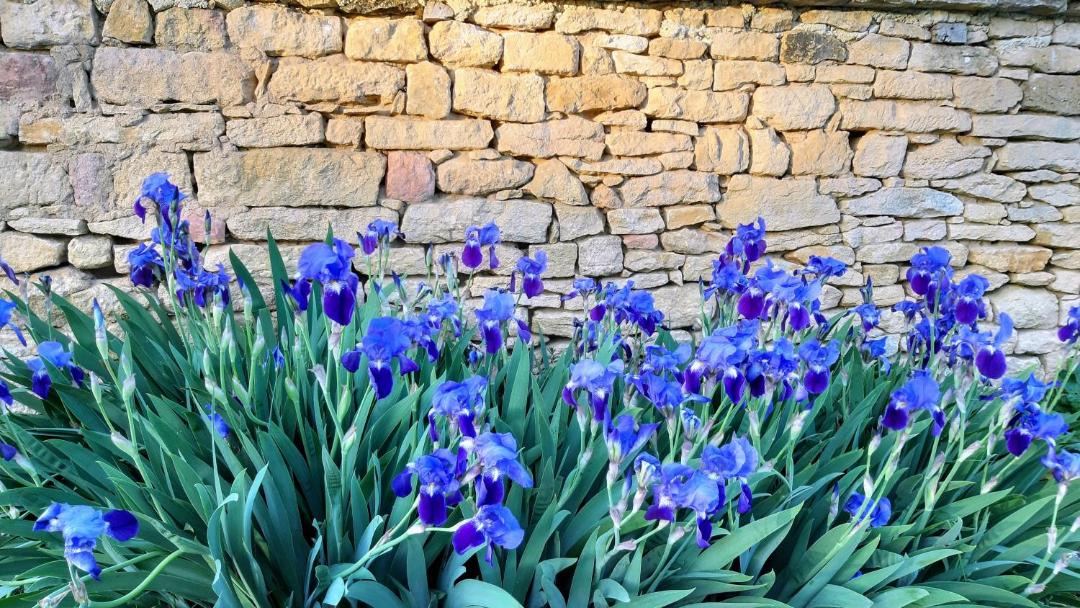 Photo of Others in Sarlat-la-Caneda