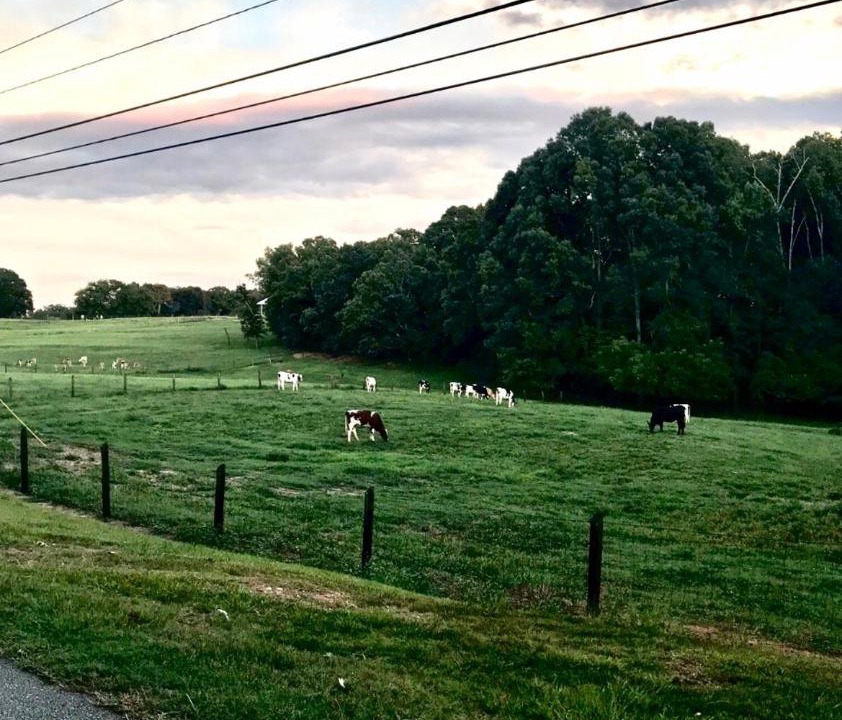 Photo of Others in Clemson