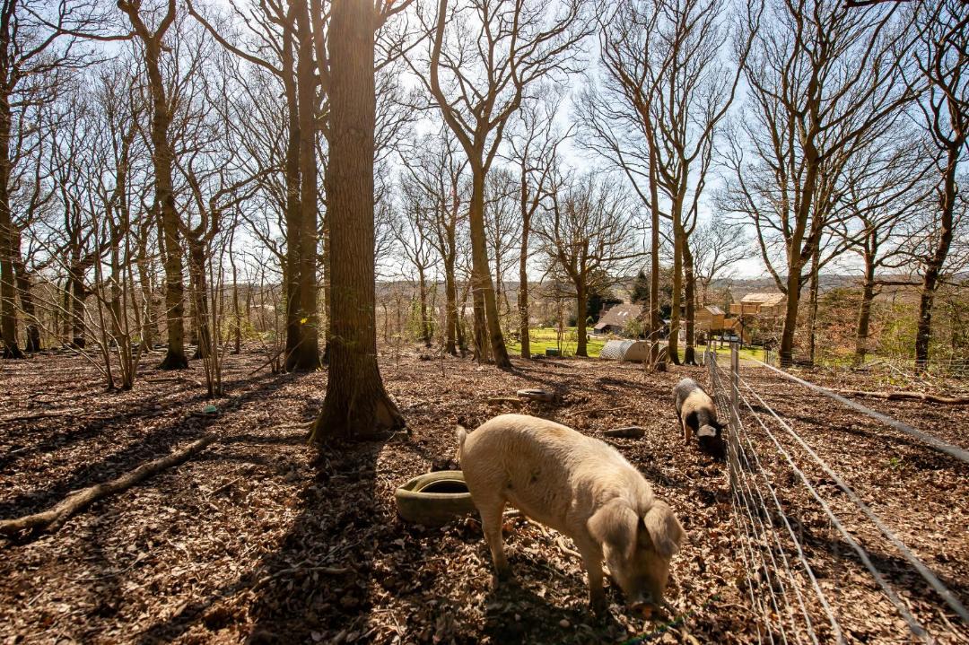 Photo of Others in Upper Harbledown