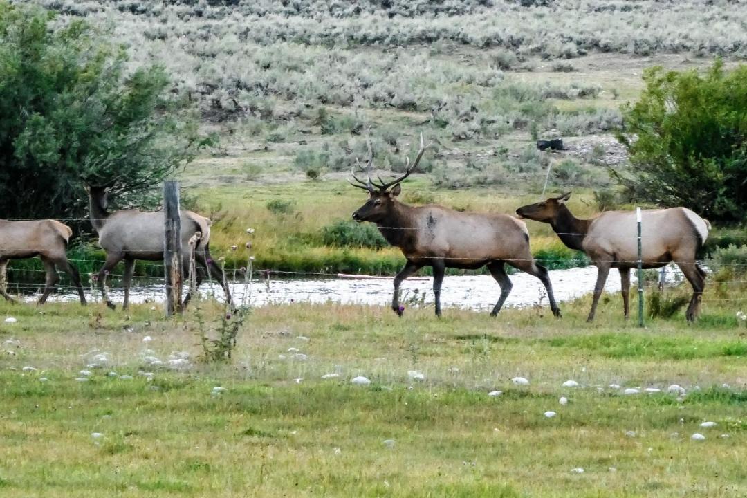 Photo of Others in Moose Wilson Road