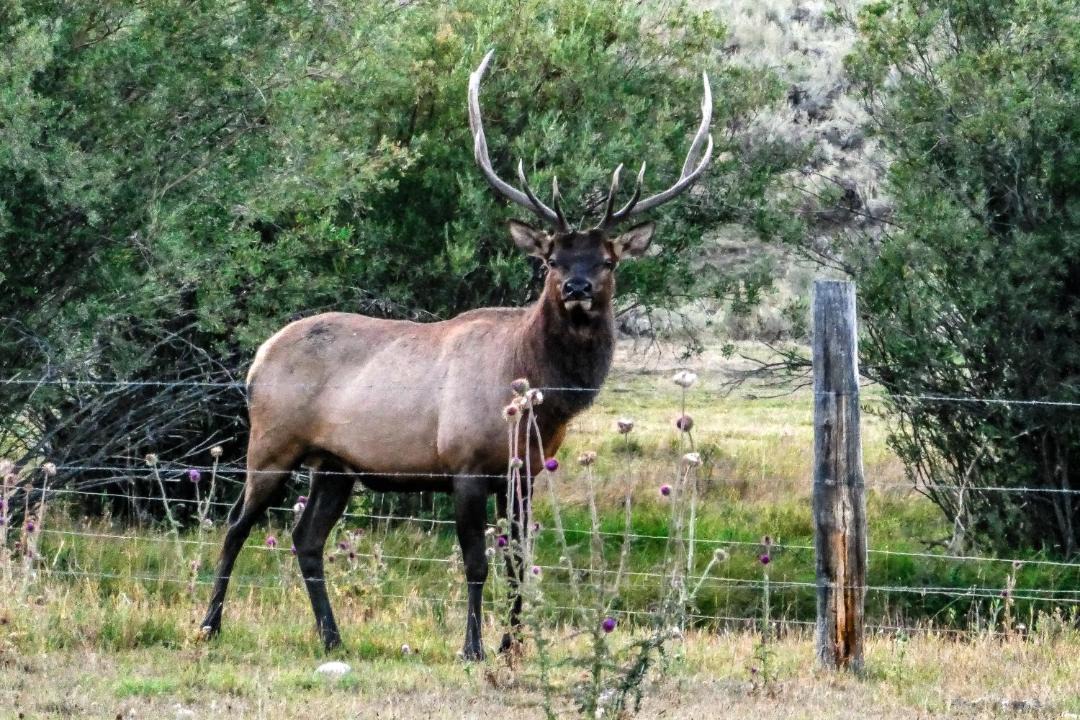 Photo of Others in Moose Wilson Road