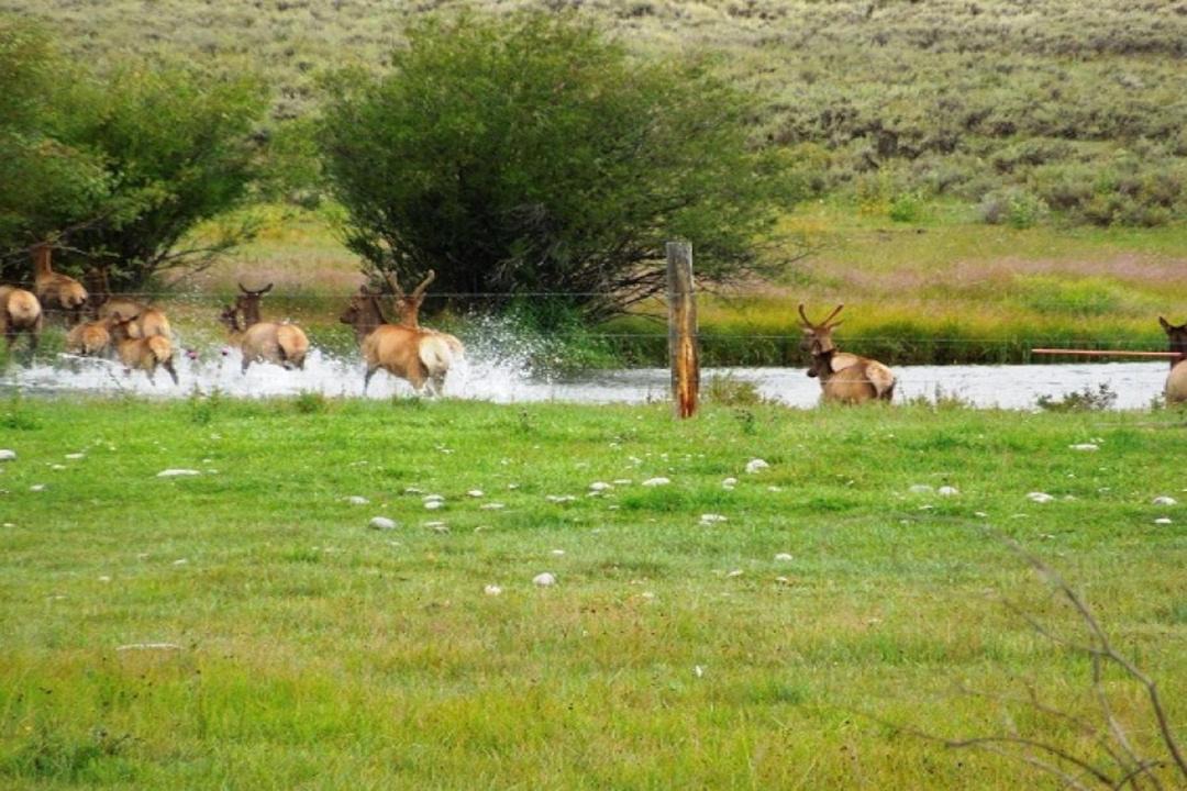 Photo of Others in Moose Wilson Road