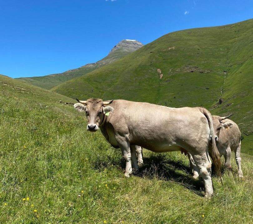 Photo of Others in Rialp
