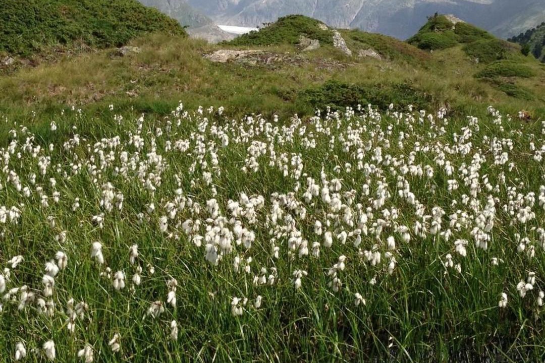 Photo of Outdoor in Riederalp
