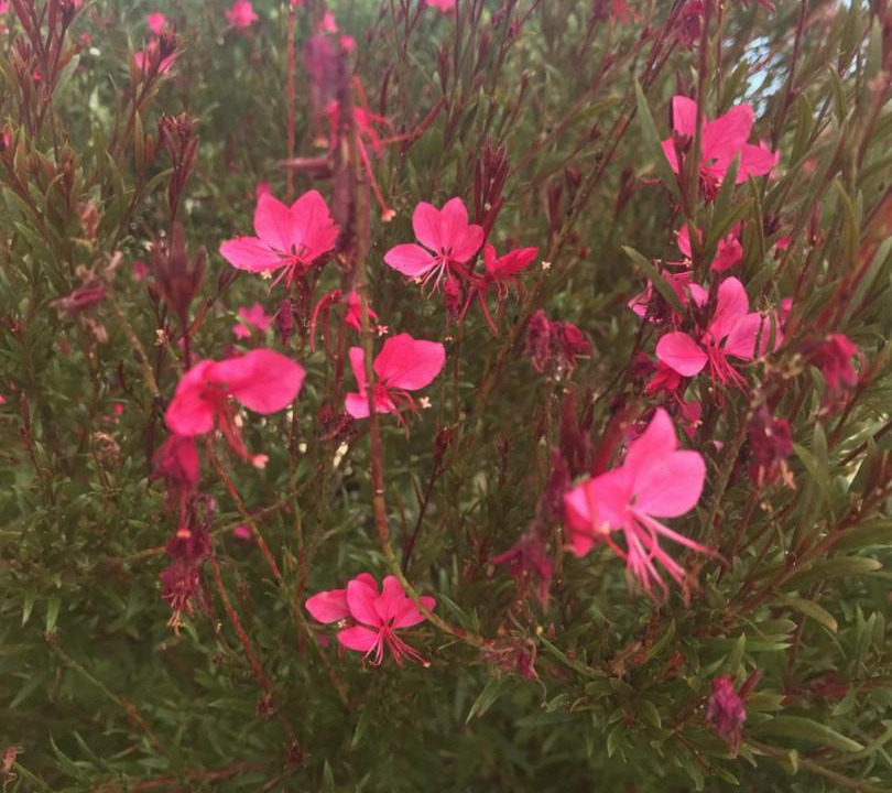 Photo of Others in Sutherland