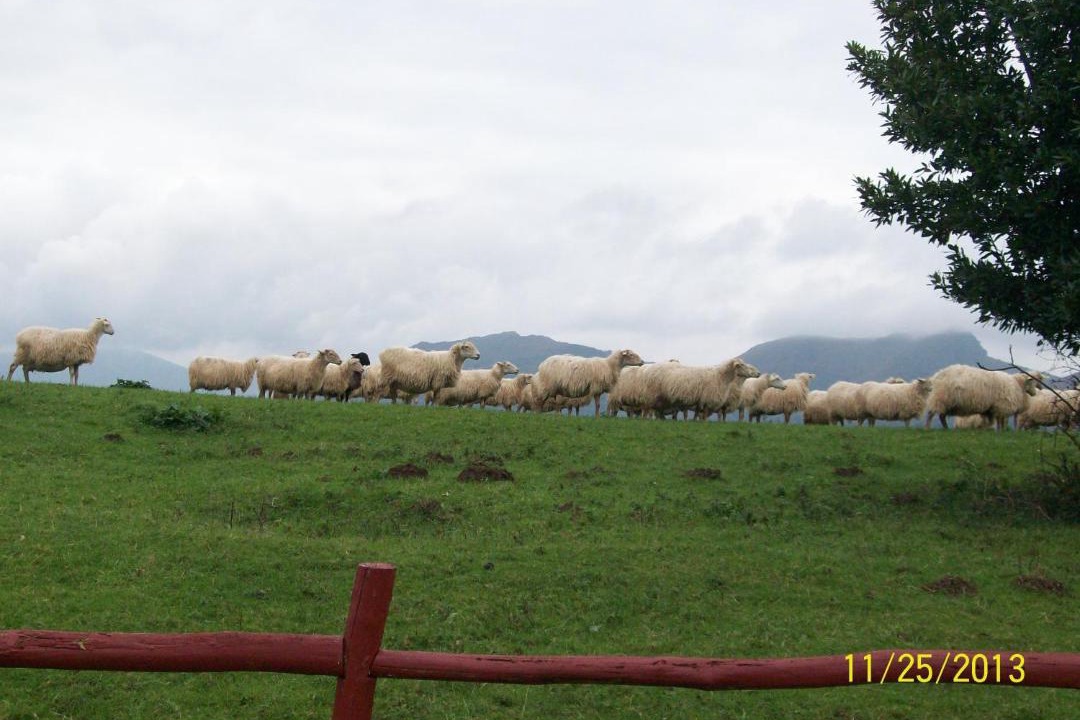 Photo of Others in Sare