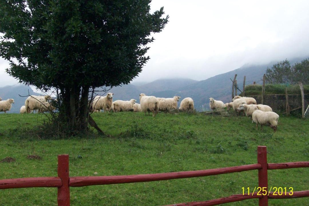 Photo of Others in Sare