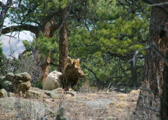 Photo of Others in Estes Park