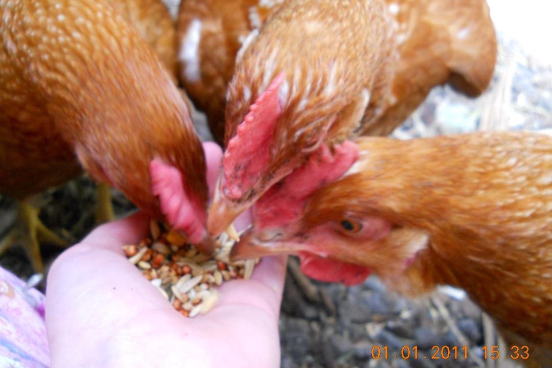 Photo of Others in Grovedale