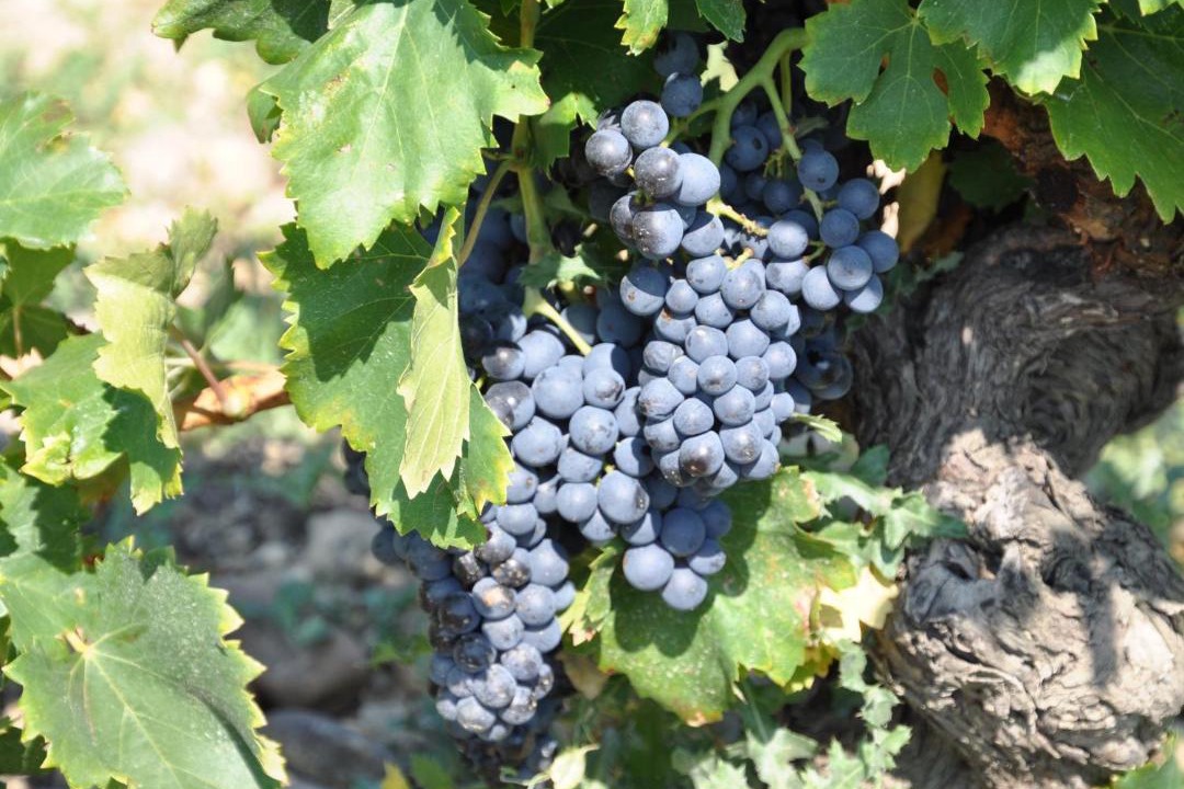 Photo of Others in Vidauban