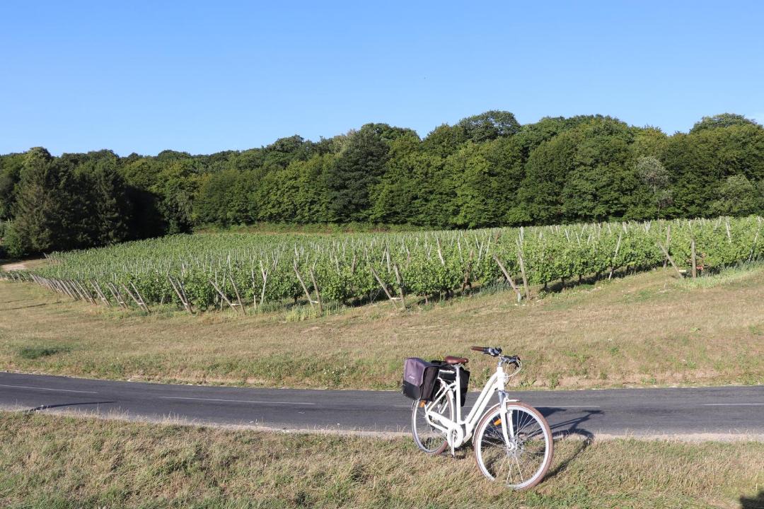 Photo of Others in Avenay-Val-d'Or