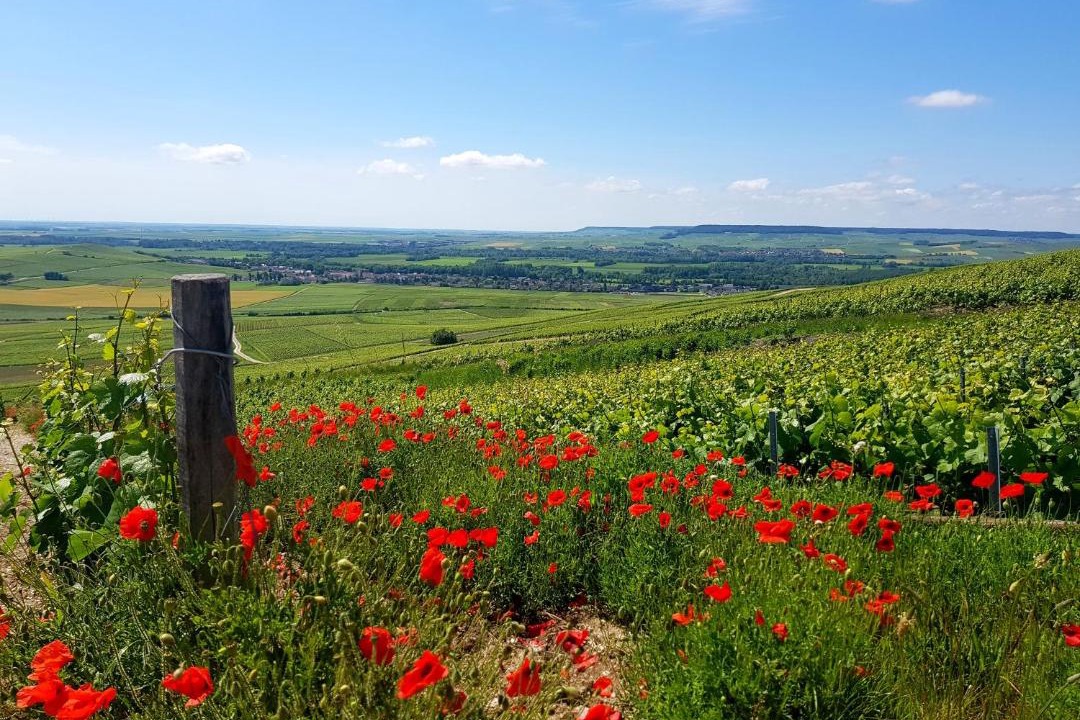 Photo of Others in Avenay-Val-d'Or