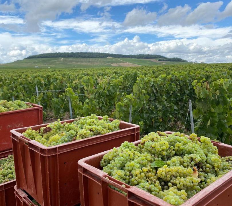 Photo of Others in Avenay-Val-d'Or