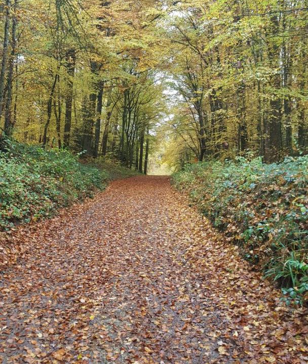 Photo of Outdoor in Mediere