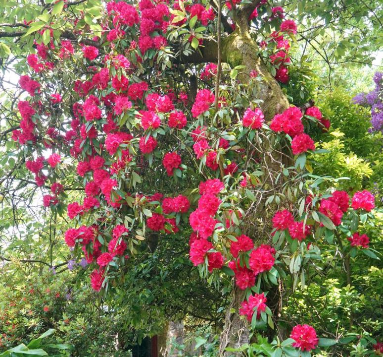 Photo of Others in Mount Dandenong