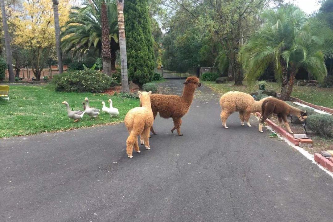 Photo of Others in Wandin East