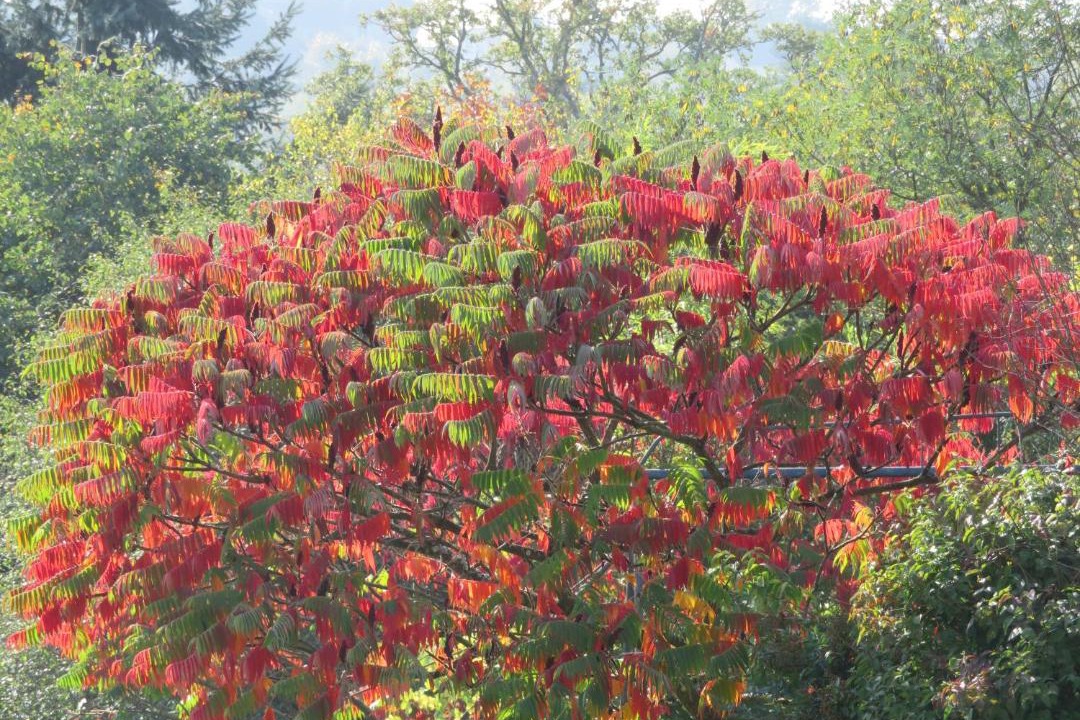 Photo of Others in Sainte-Suzanne-and-Chammes