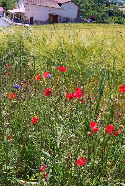 Photo of Others in Bully