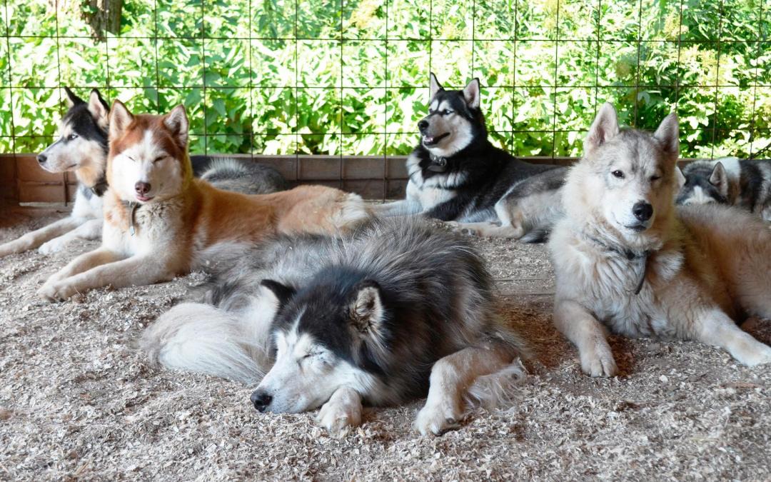 Photo of Others in Petrovo