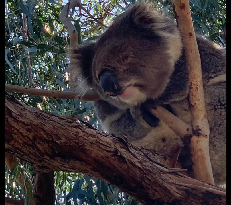 Photo of Others in Raymond Island