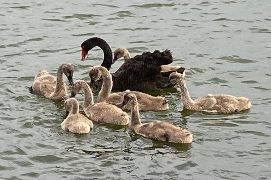 Photo of Others in Raymond Island